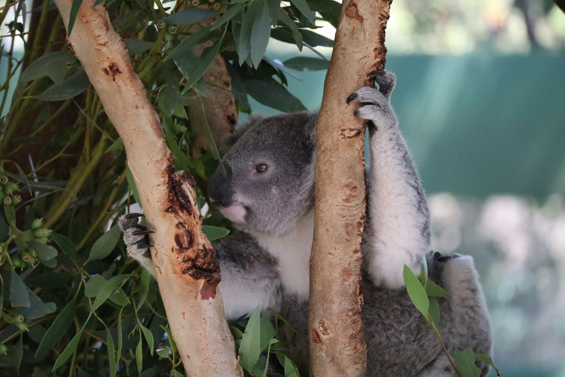 Koala at Taronga Zoo Sydney with harbour view background