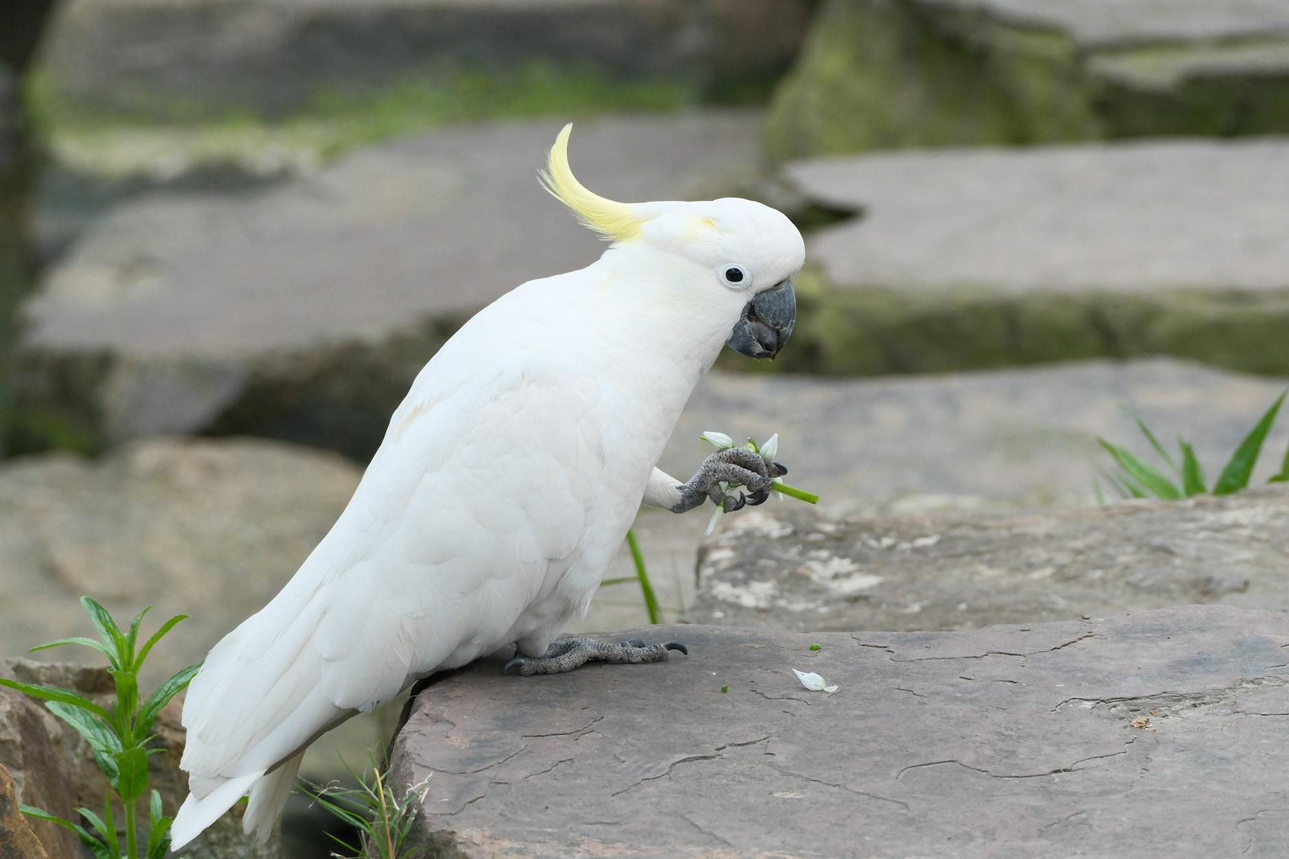 Sulphur-crested cockatoo in an Australian garden