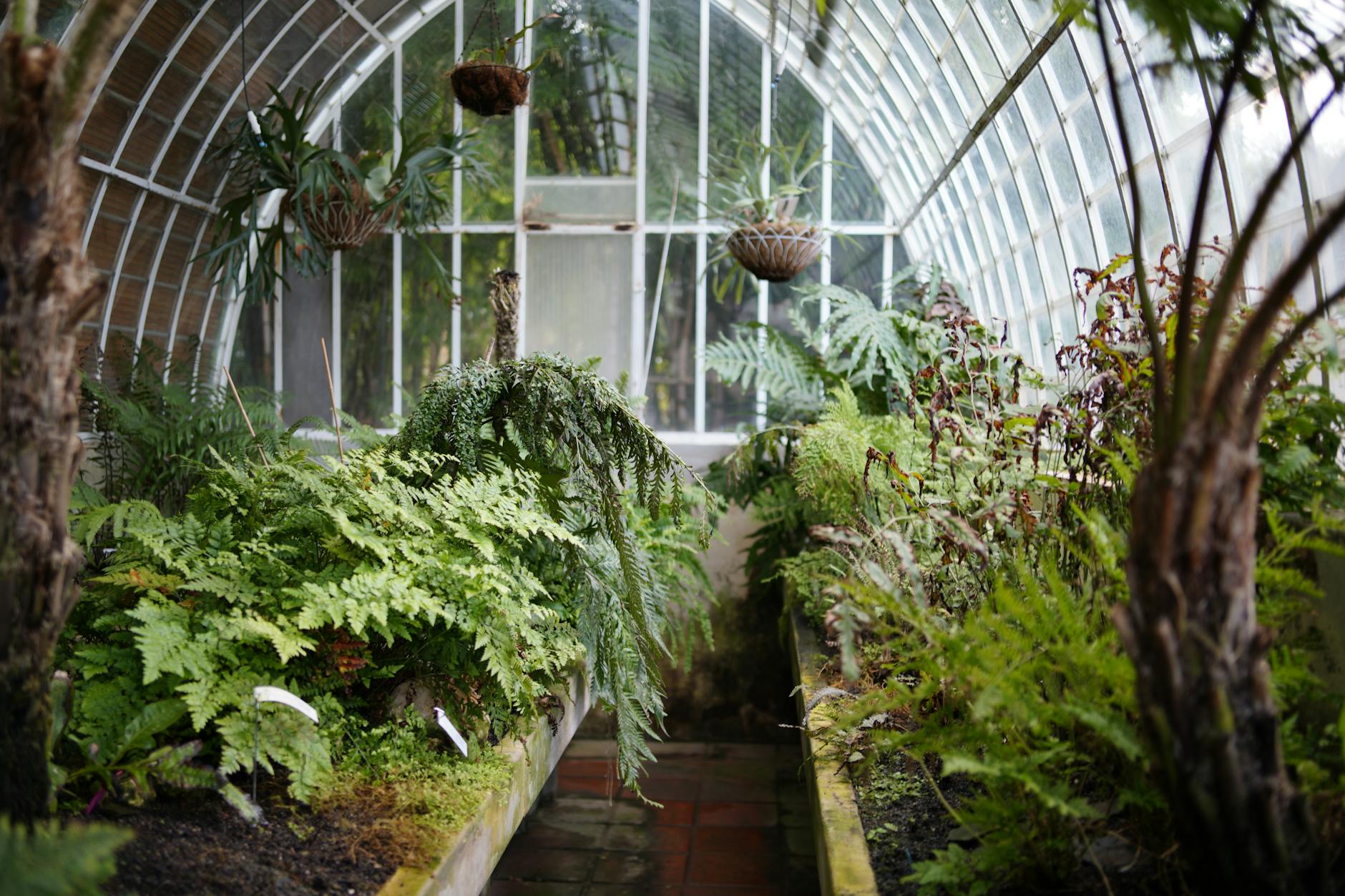 Lush fern collection inside a botanical garden fernery
