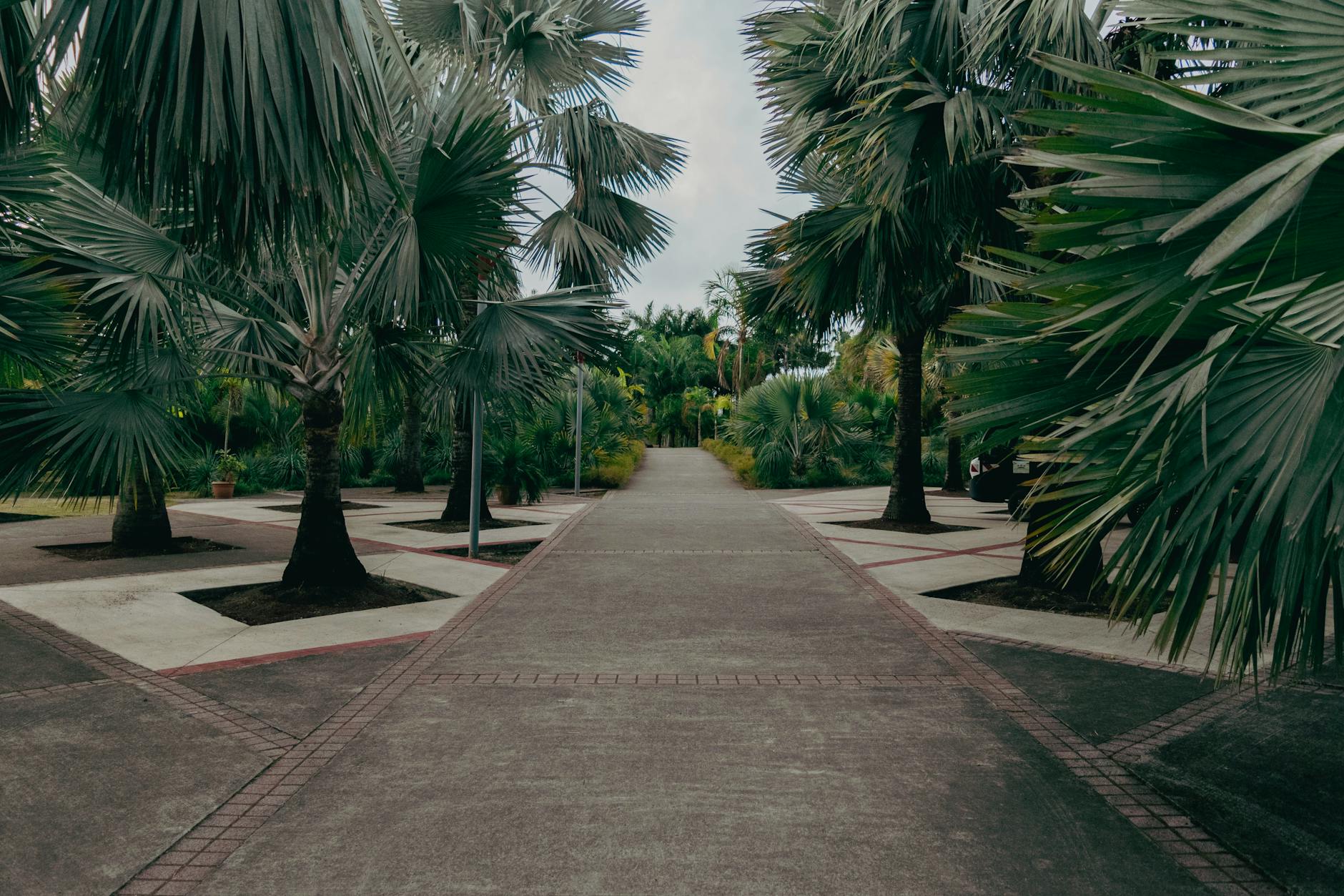 Palm-lined pathway in a tropical botanical garden