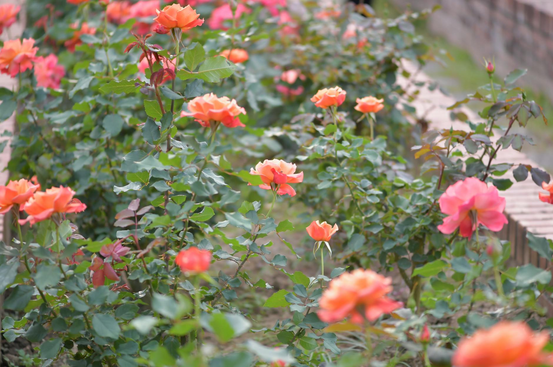 Rose garden in bloom at a botanical garden