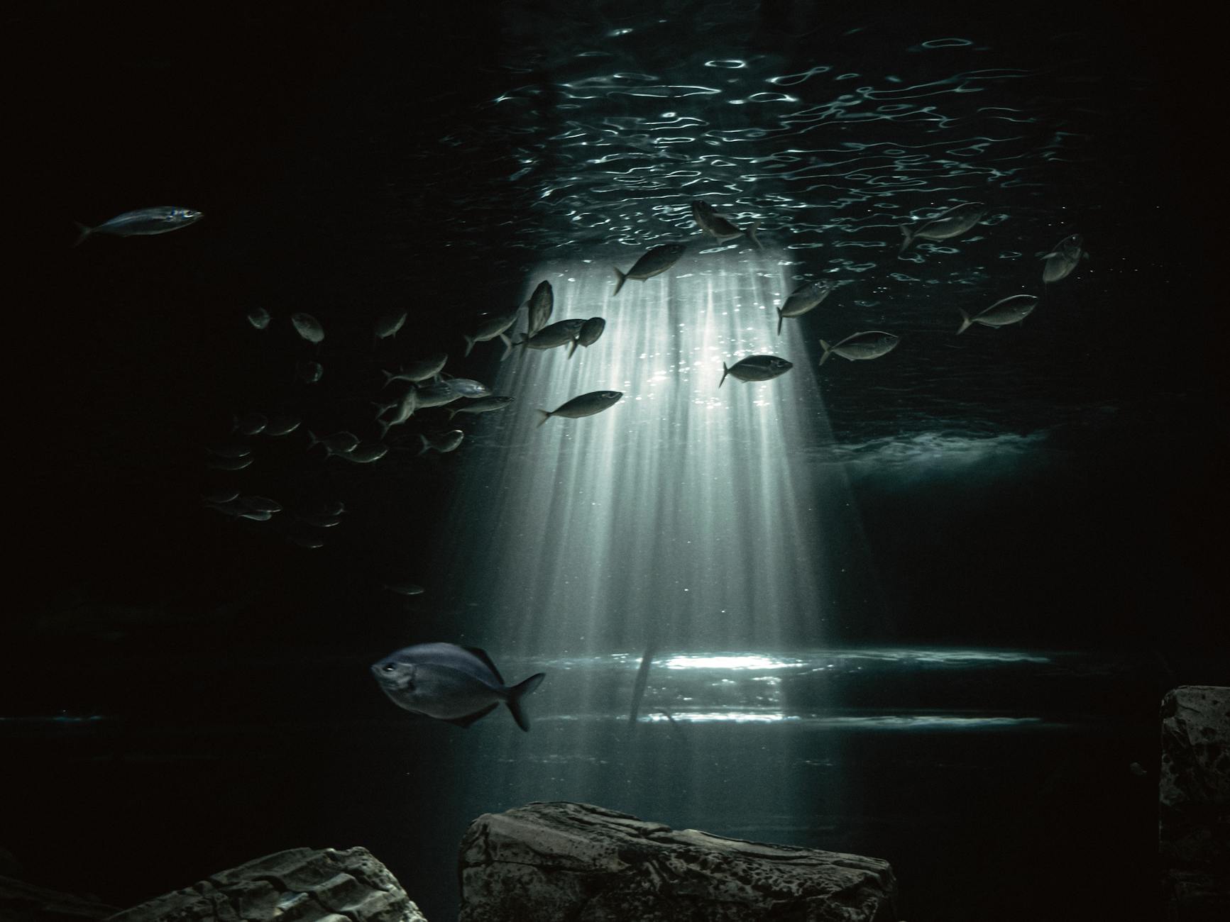 Children watching fish at Sydney Aquarium underwater tunnel