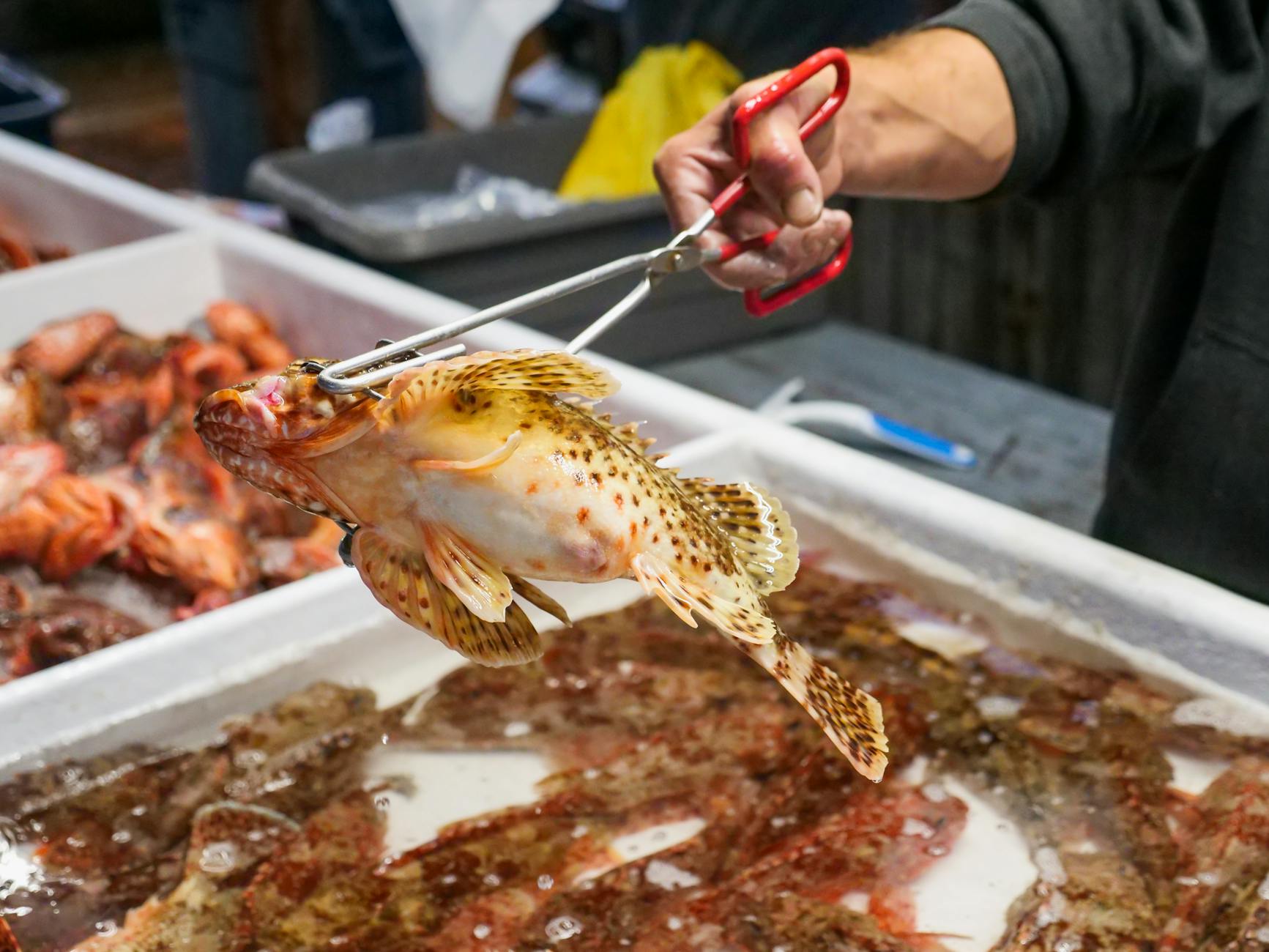 Best restaurants in Sydney - fresh seafood display at the iconic Sydney Fish Market