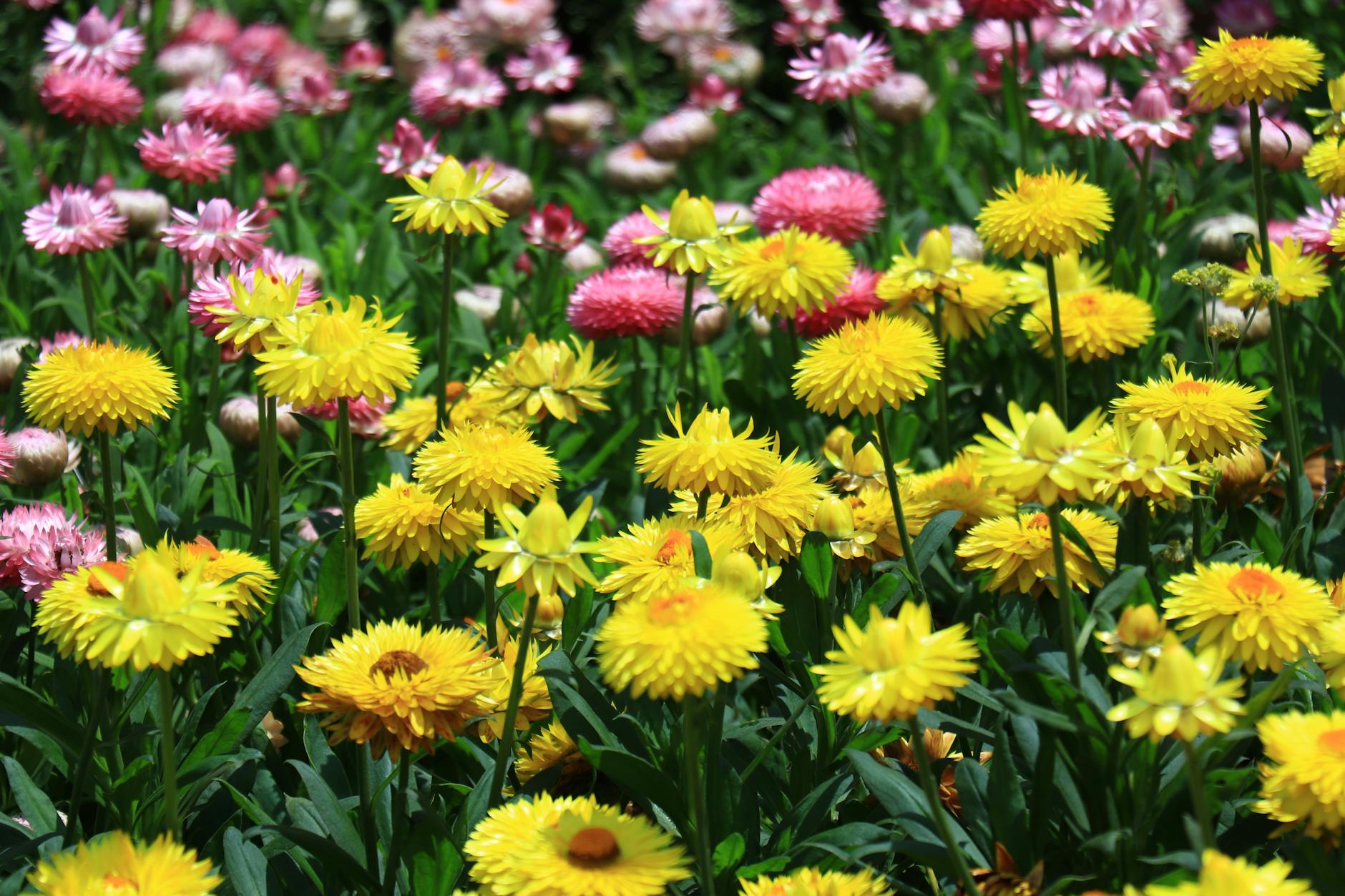Best time to visit Sydney - Colourful spring flowers blooming in Sydney's botanical gardens from September to November.