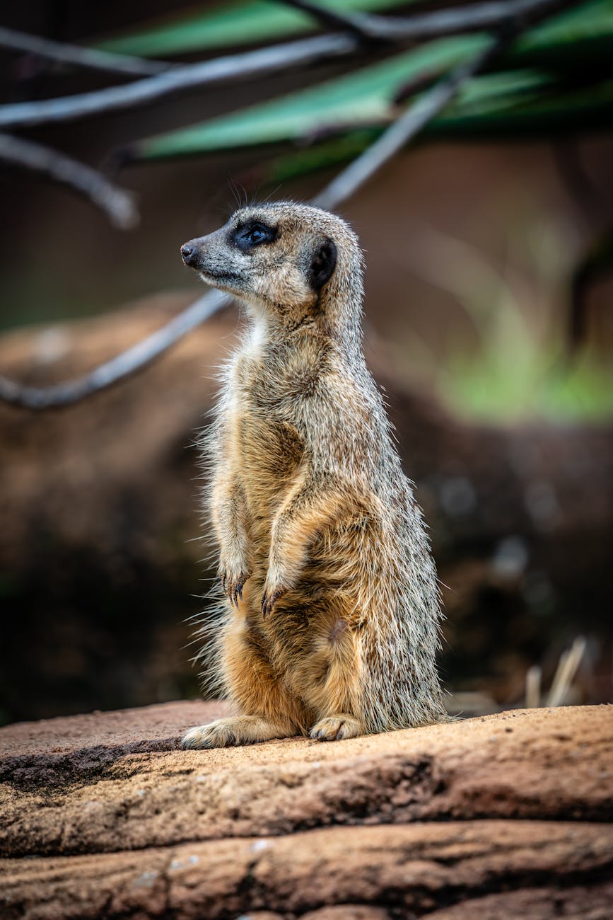 Taronga Zoo Sydney with families viewing animals and harbour views