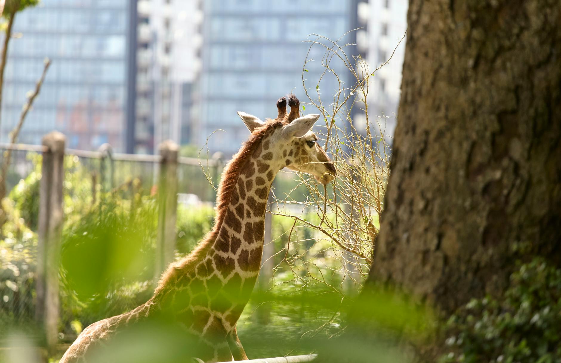 Giraffe at a zoo exhibit with visitors watching