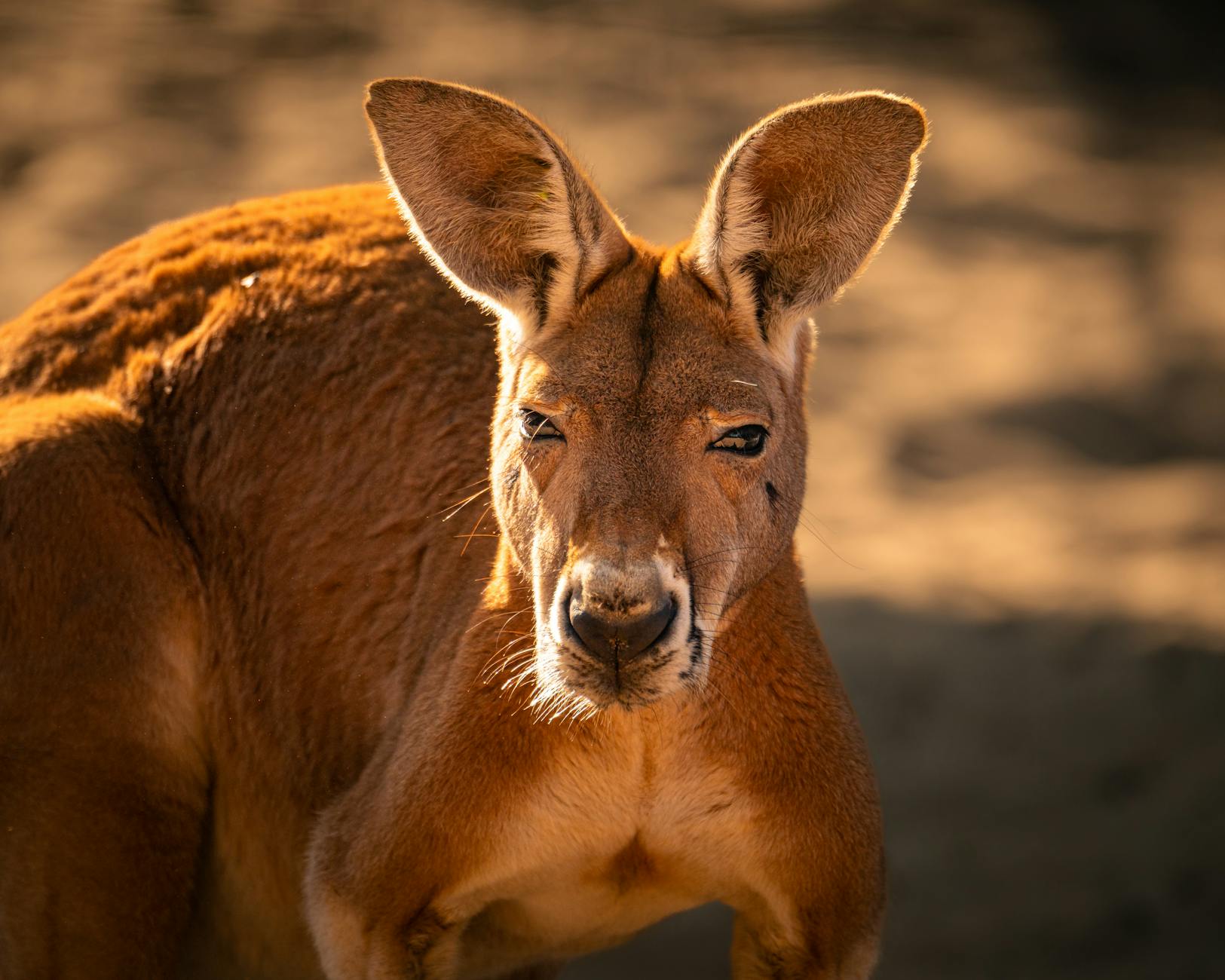 Kangaroo in an Australian wildlife park