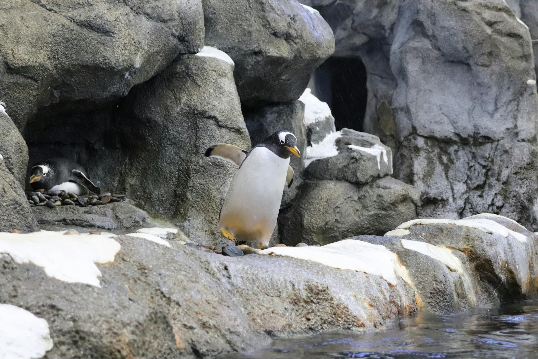 Penguins in a zoo exhibit