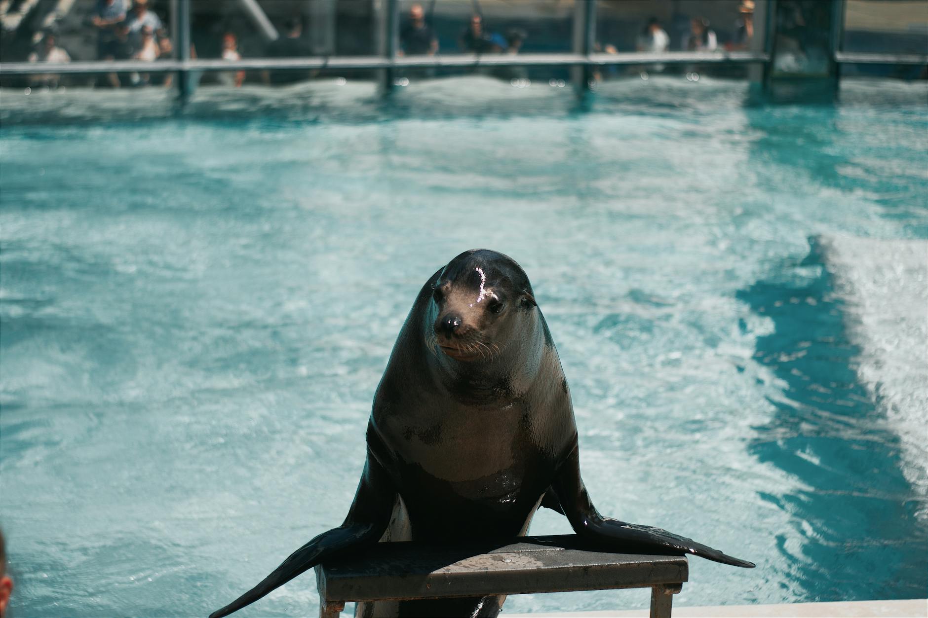 Seal performing at a zoo wildlife show