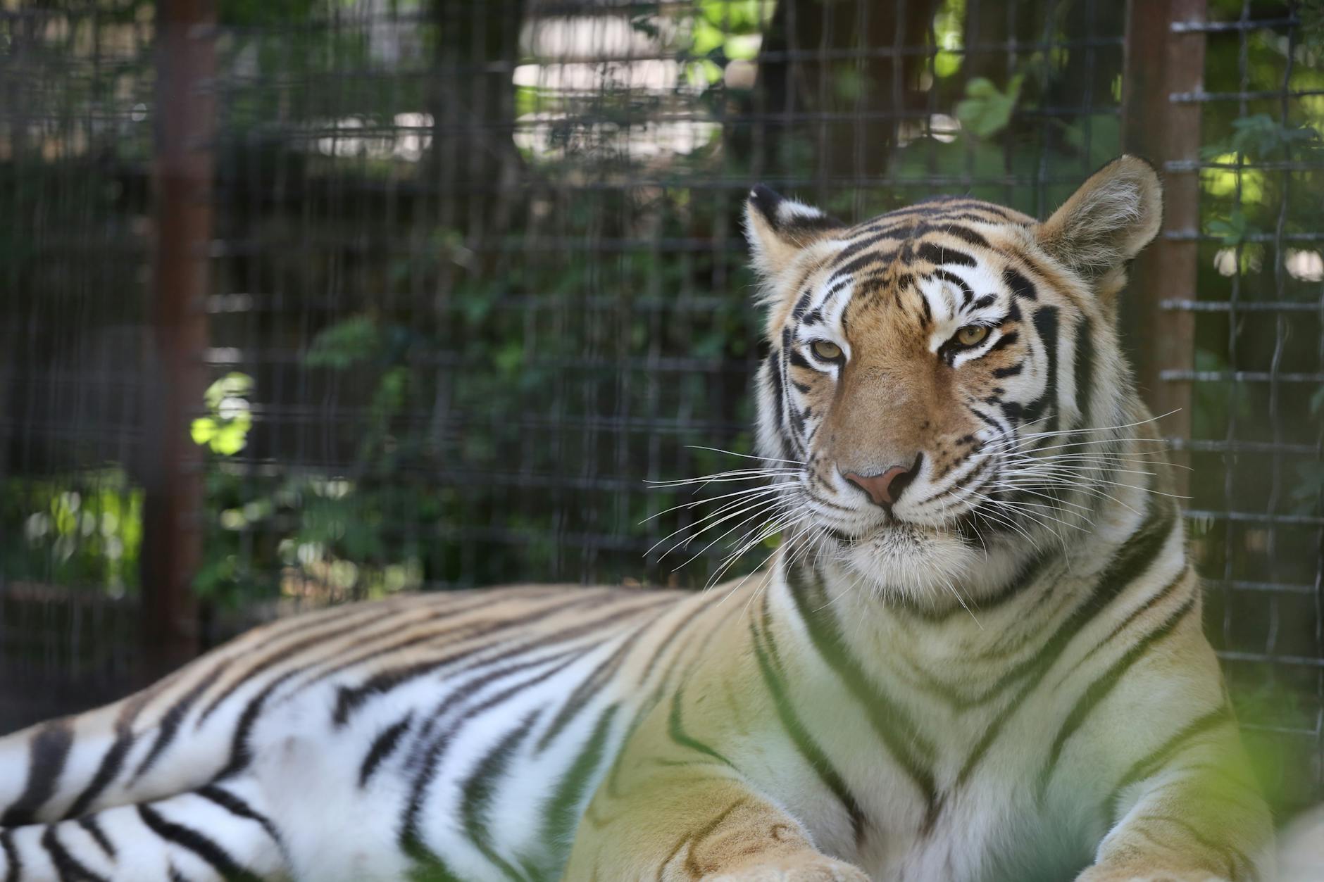 Sumatran tiger in a zoo habitat