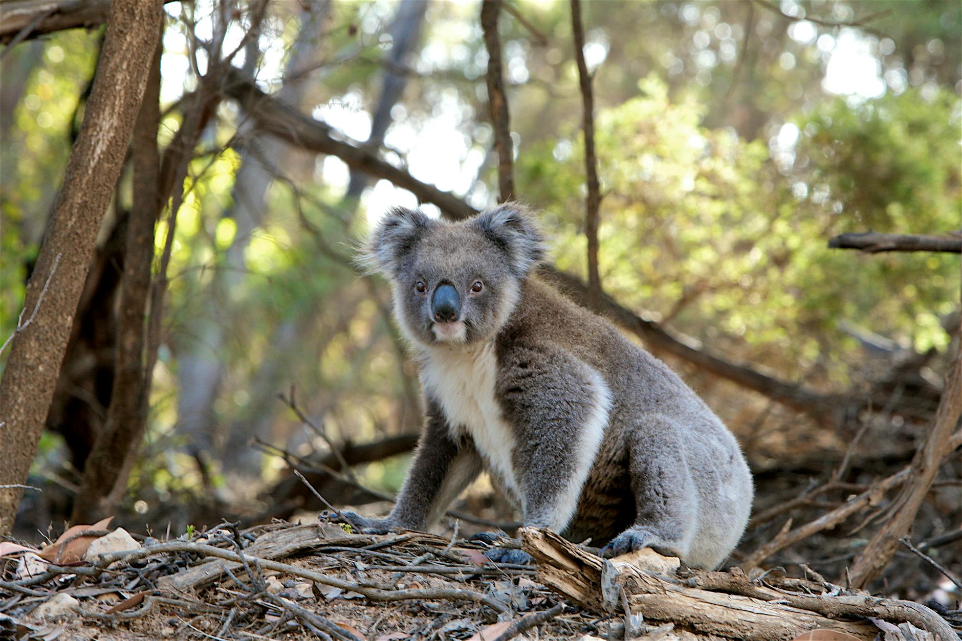 Australian wildlife koala in eucalyptus tree at Sydney zoo