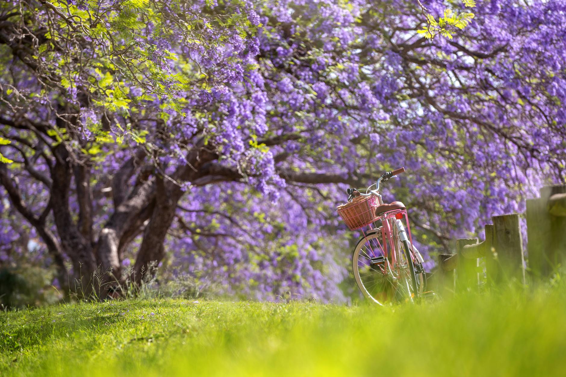 Best time to visit Sydney - autumn jacaranda blooms in Kirribilli
