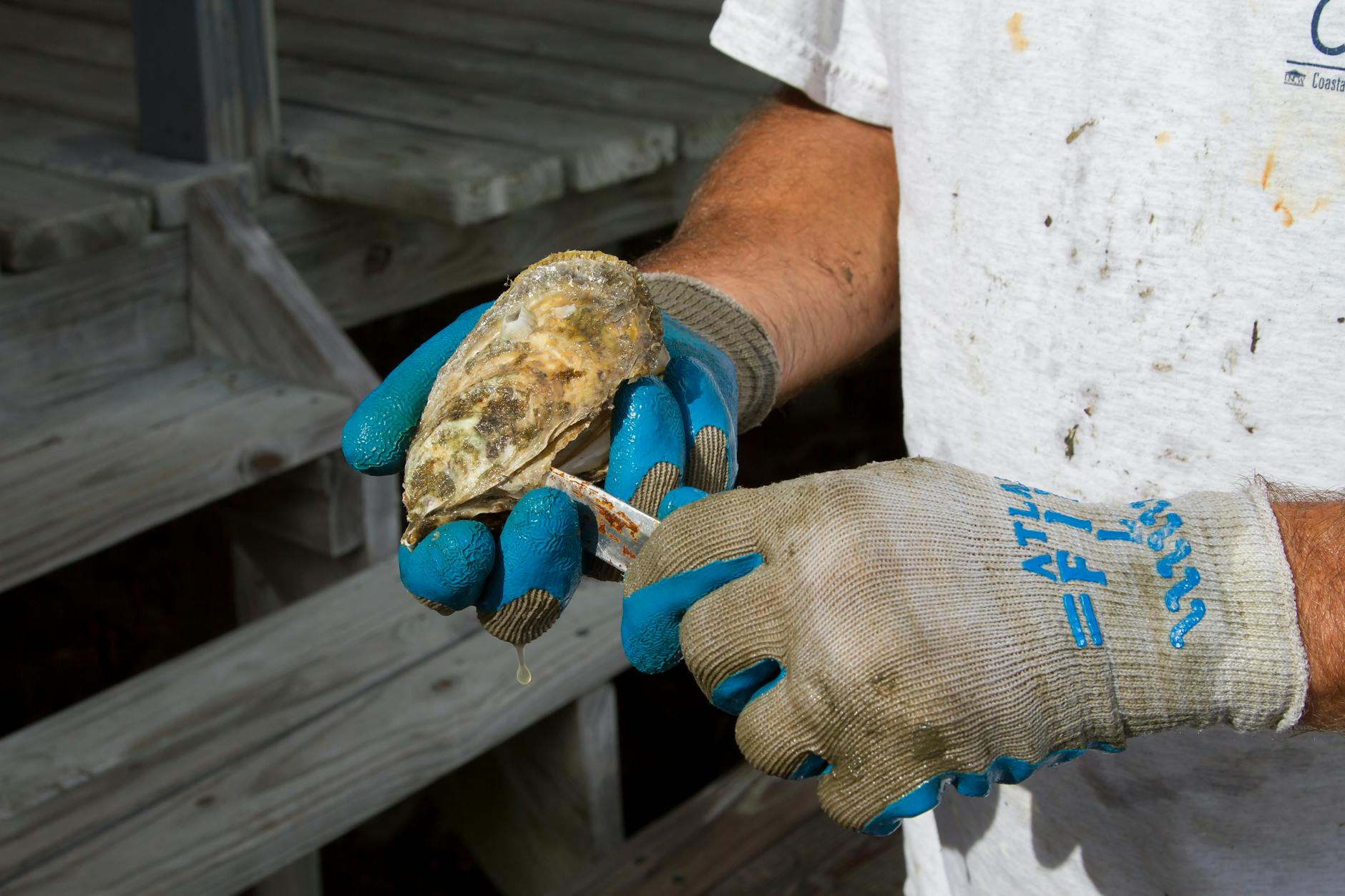 Sydney Fish Market - oysters being shucked at retail stall