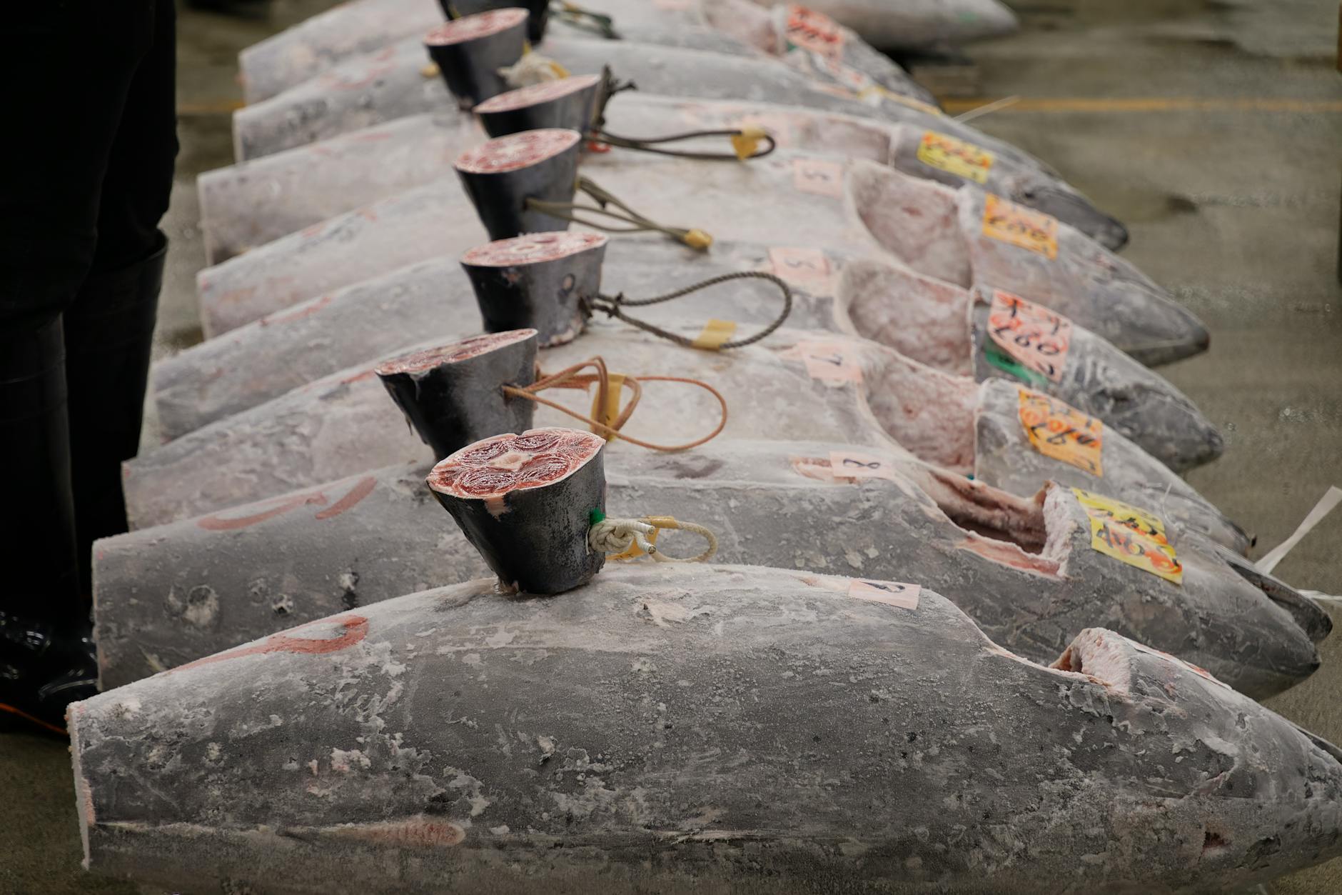 Sydney Fish Market - wholesale auction floor