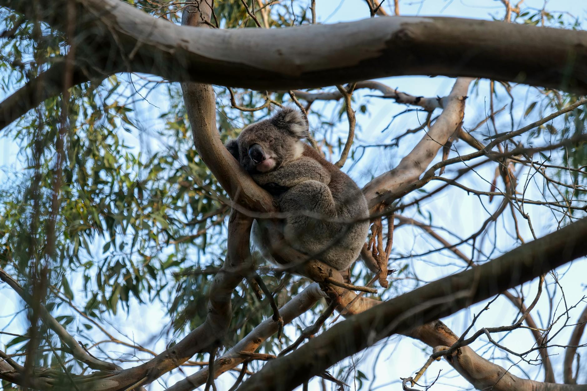 Wild Life Sydney Zoo - koala on eucalyptus branch
