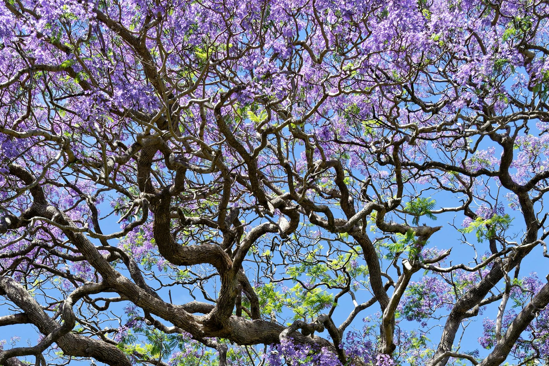 Best time to visit Sydney - autumn jacaranda blossoms