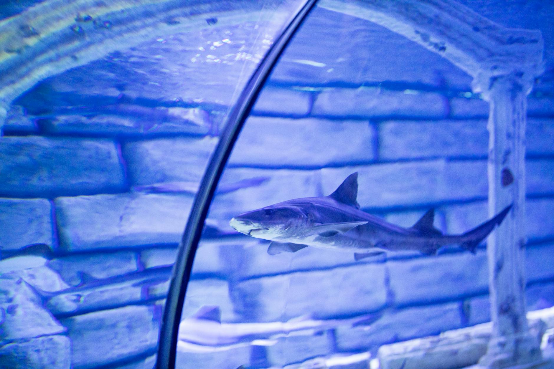 Sea Life Sydney Aquarium - underwater tunnel sharks