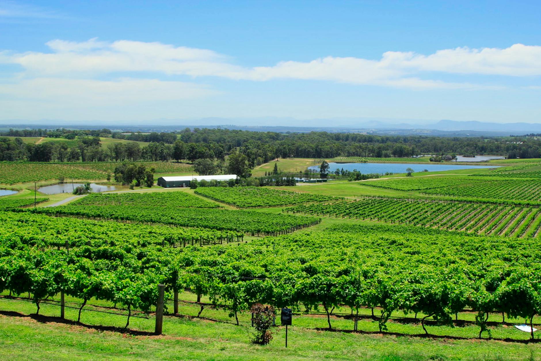 Hunter Valley Sydney day trip vineyard and cellar door