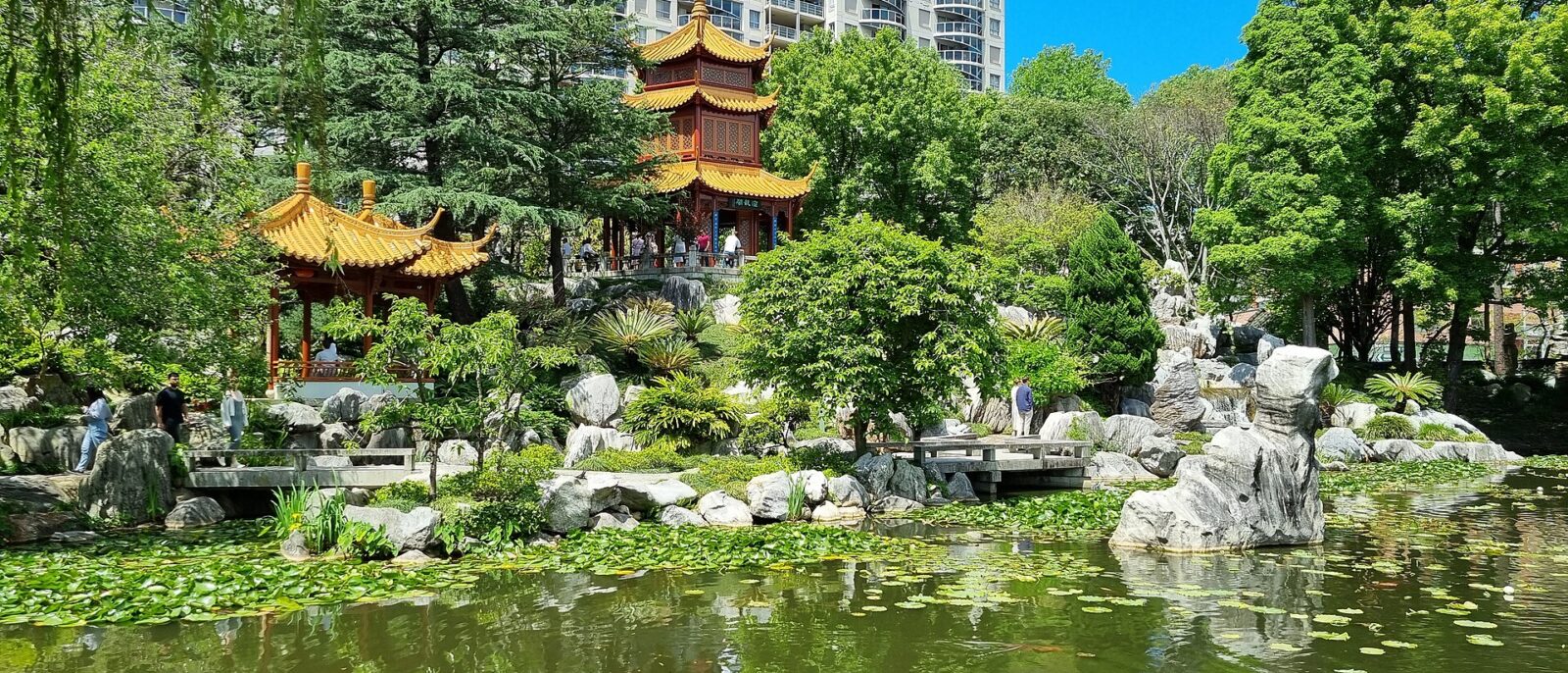 The lily-covered lake of the Chinese Garden of Friendship, with grey rockery stones, golden-roofed pavilions among trees and white apartment towers against a bright blue sky