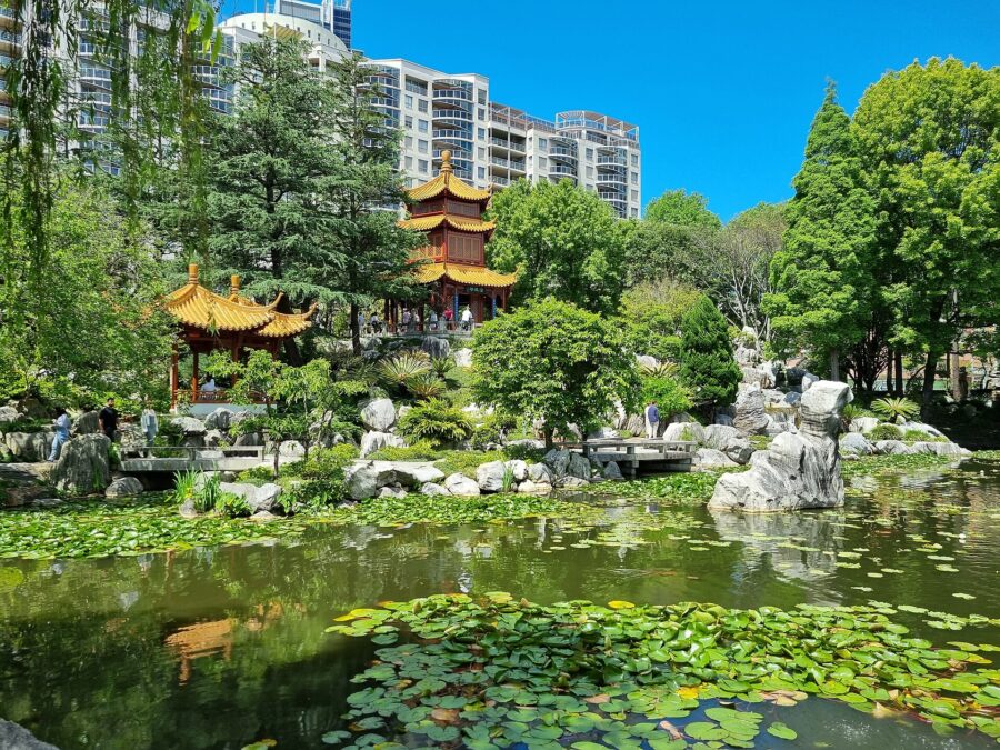 The lily-covered lake of the Chinese Garden of Friendship, with grey rockery stones, golden-roofed pavilions among trees and white apartment towers against a bright blue sky