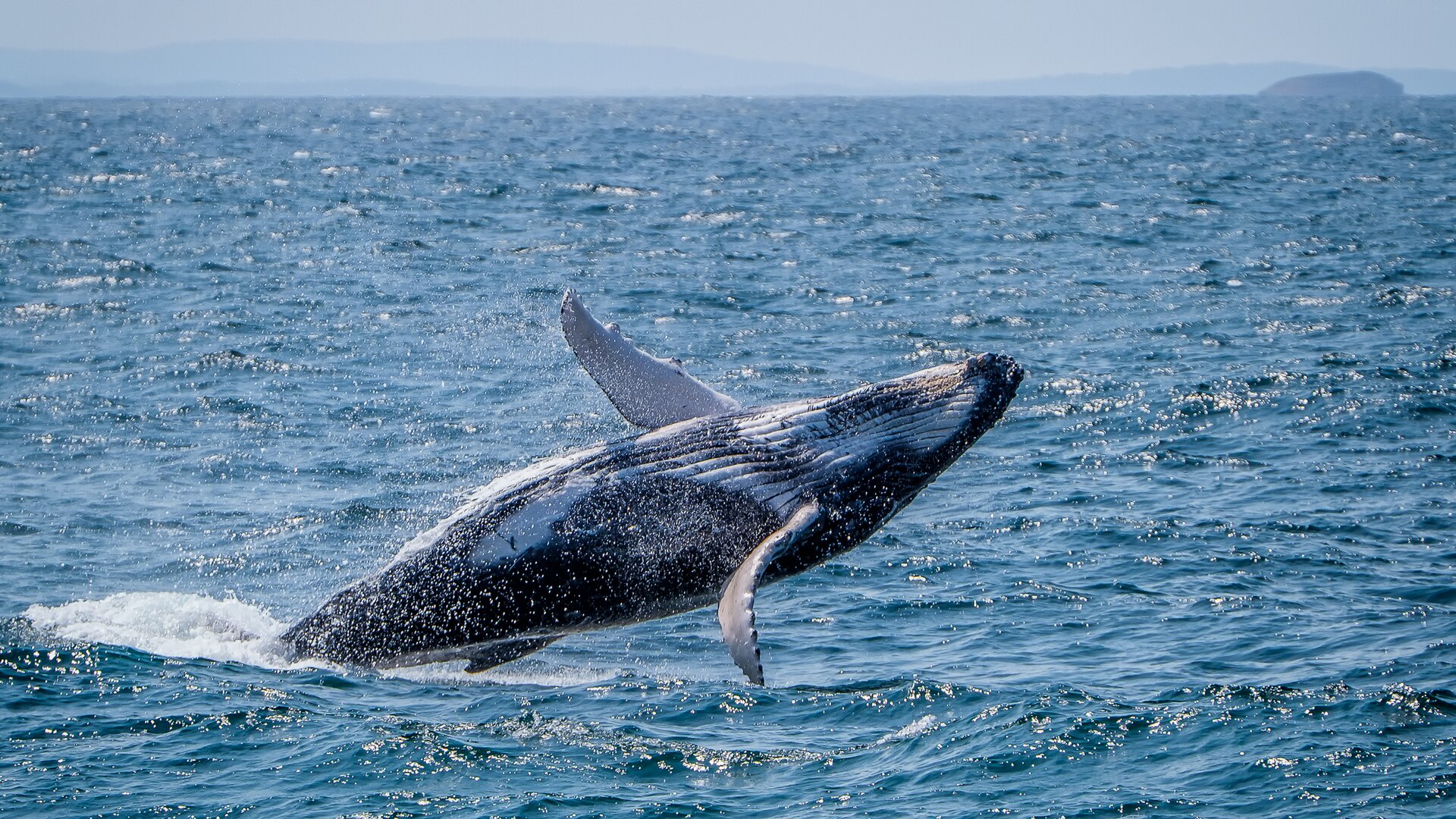 A humpback whale breaching, its body clear of the water and one long white pectoral fin raised, with a hazy coastline and an island behind