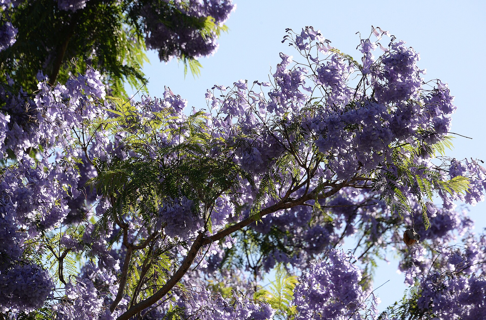 Clusters of violet jacaranda flowers and feathery green leaves on spreading branches against a pale blue sky