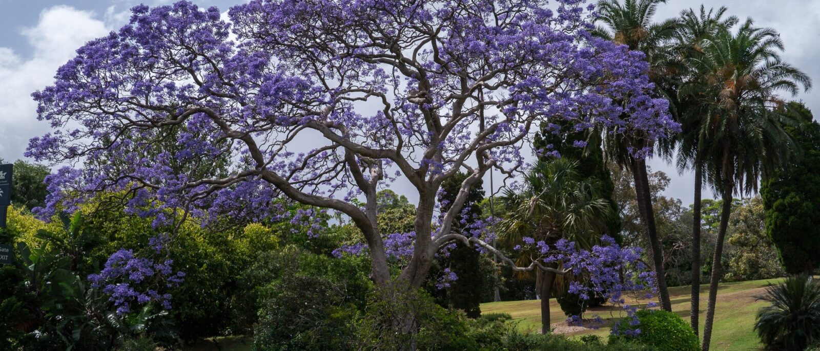 A large jacaranda tree in full violet bloom beside a garden path, with palms and green lawns around it and fallen purple flowers on the path