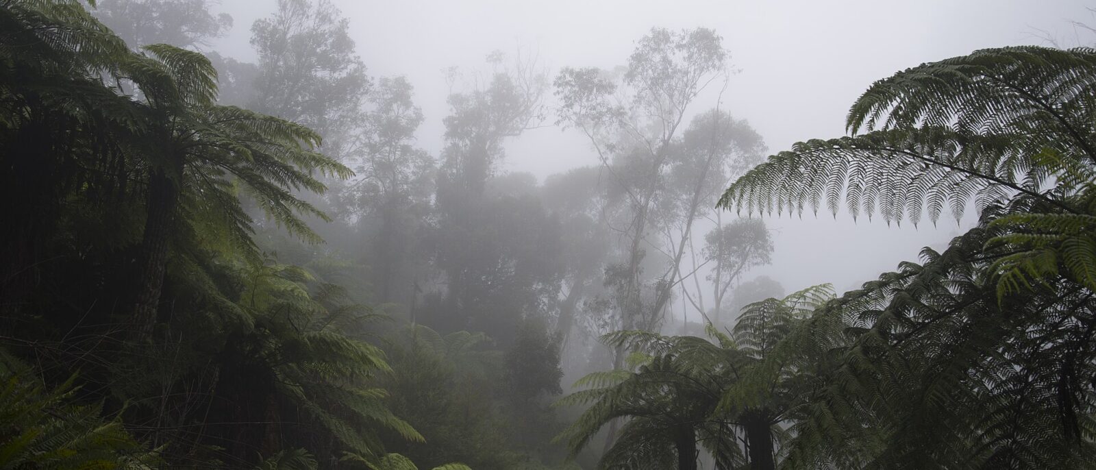 Tree ferns and eucalypts in thick fog on the valley floor near Katoomba Falls