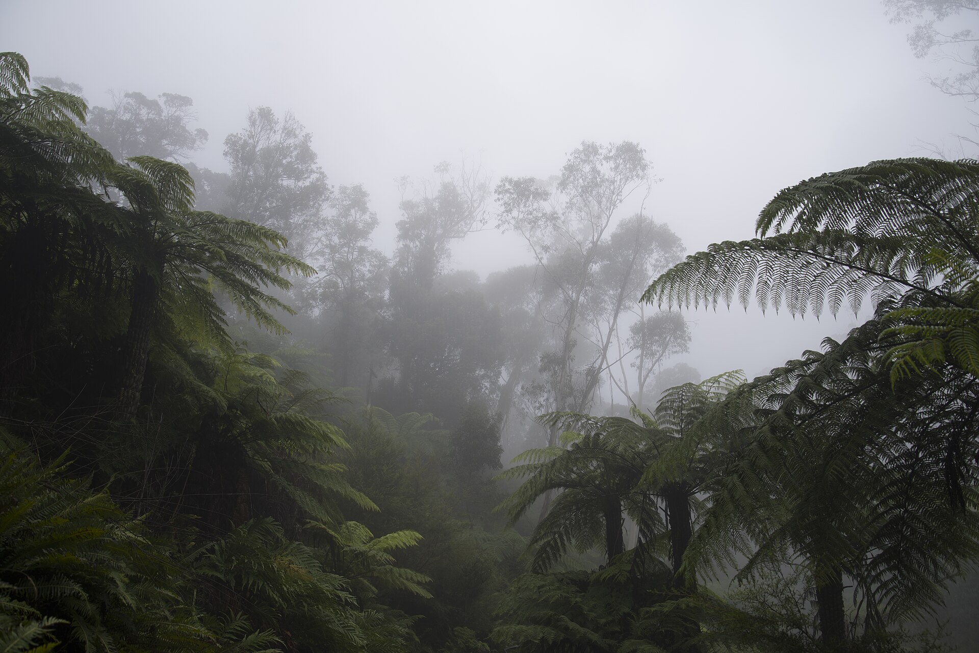 Tree ferns and eucalypts in thick fog on the valley floor near Katoomba Falls