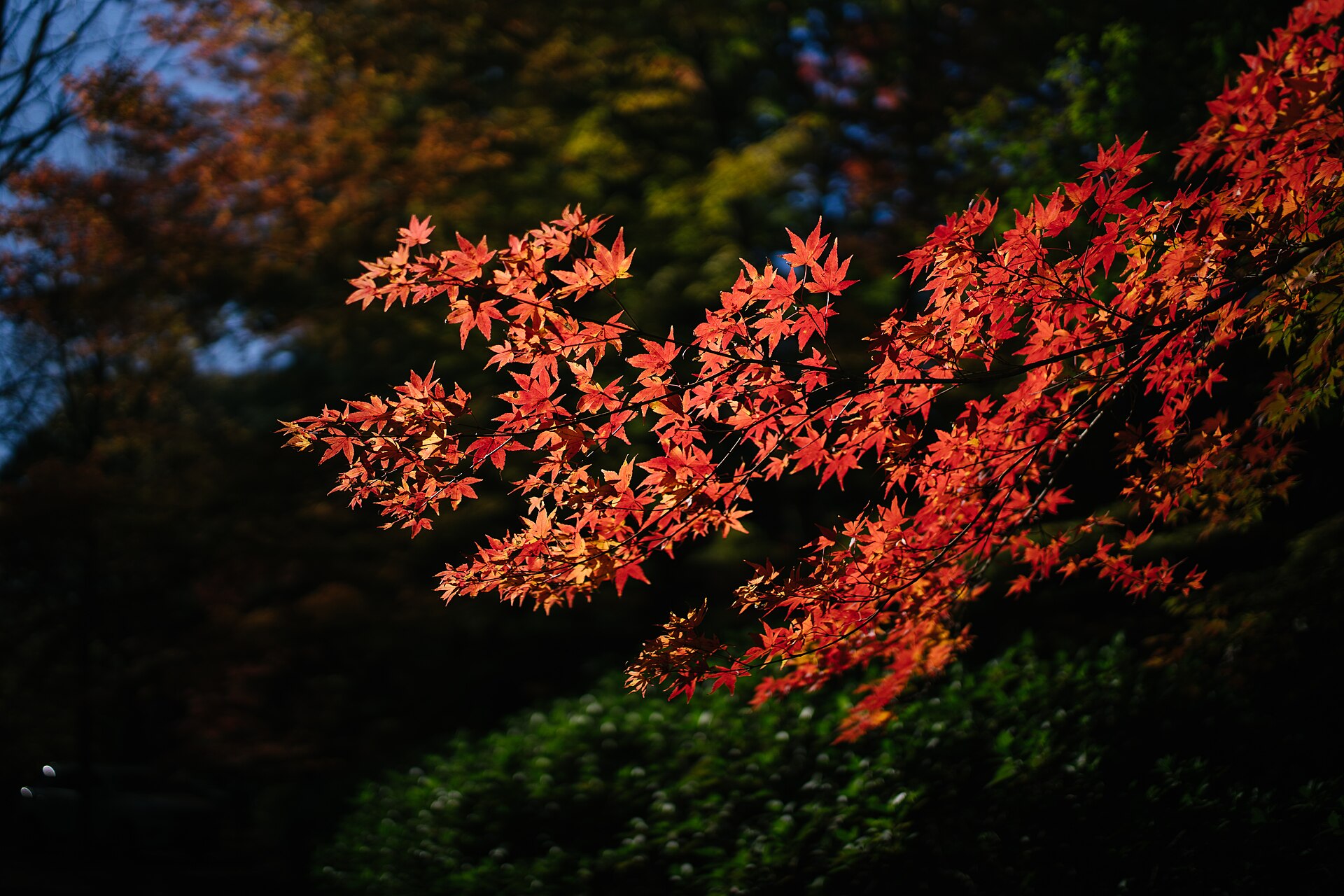 Branches of bright red Japanese maple leaves lit by sun against a dark garden background at Mount Wilson