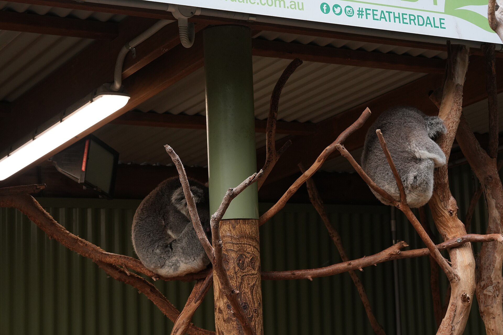 Two koalas asleep curled up on branches in an undercover enclosure at Featherdale Wildlife Park