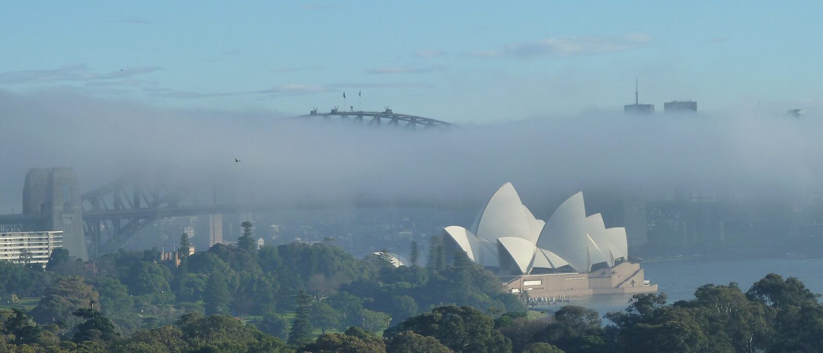 A bank of fog rolling across Sydney Harbour on a clear winter morning, hiding most of the Harbour Bridge except the top of the arch, with the Opera House and the Royal Botanic Garden in sunshine below